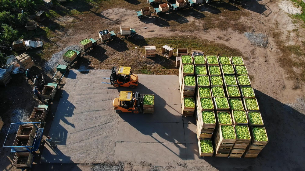 Umowa kontraktacji dotyczy produktów rolniczych.